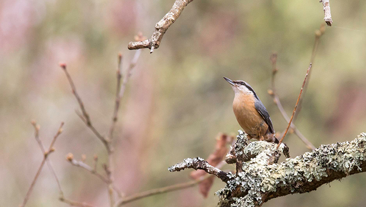 Comptez les oiseaux des jardins les 25 et 26 janvier 2025 !